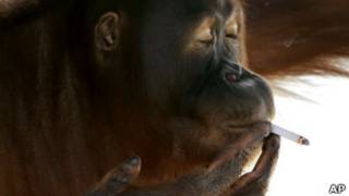 Tori, la orangutana