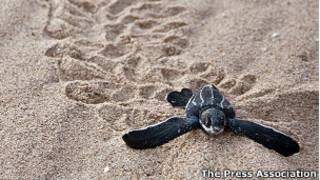Leatherback turtle