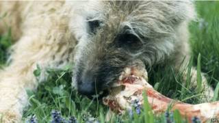Perro mordiendo un hueso