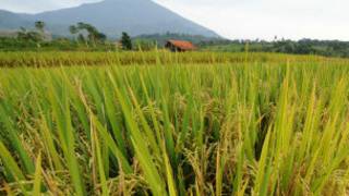 bbc_rice_field2