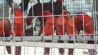aves_exoticas_traffic