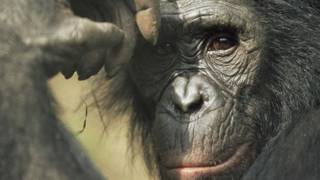Bonobo
