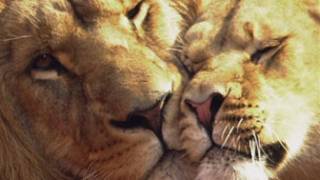 Leones