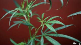 marihuana