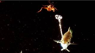 Pez arquero lanzando un chorro de agua con su boca para derribar un insecto