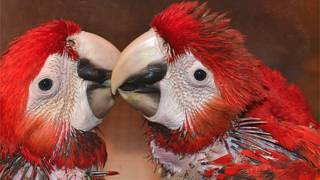 Una pareja de guacamayas escarlatas Fotos gentileza Parque Xcaret