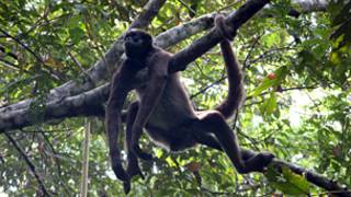 Marimonda. Foto: Cortesía Proyecto Primates Colombia