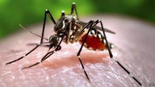 Mosquito