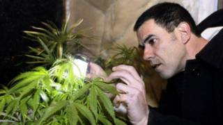 marijuana