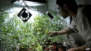 Marihuana en Uruguay
