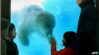 Winner era el último oso polar en el zoológico de Buenos Aires