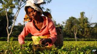 Wata mata na aiki a gona ganyen shayi a India