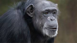 Chimpancé