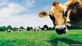 Vaca