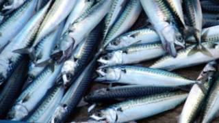Mackerel