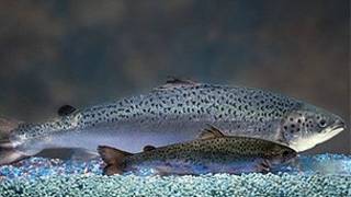 Salmón
