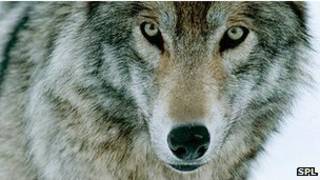 Lobo