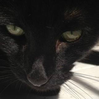 Gato