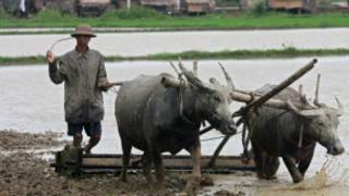 A Burmese Farmer