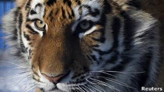 Tigre