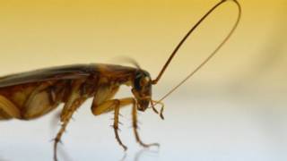 Cucaracha