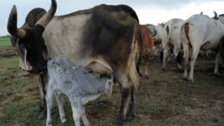 गाय