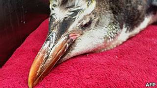 Pingüino perdido en Nueva Zelanda