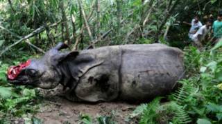 गैंडा