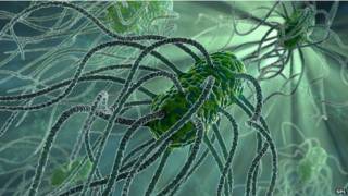 Bacteria de la salmonela