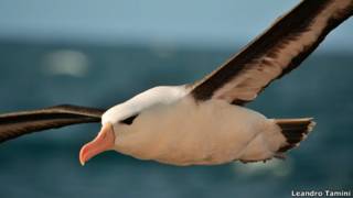 Albatros