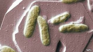 Bacterias