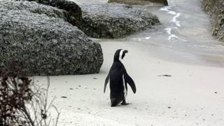 Pingüino africano