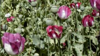 opium