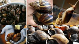 Caracol africano