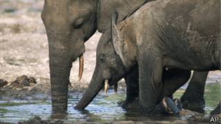 Elefante africano del bosque