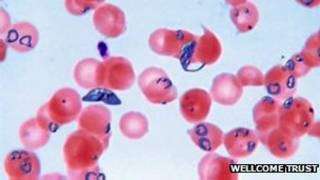 Parasita resistente a droga artemisinina (Wellcome Trust)