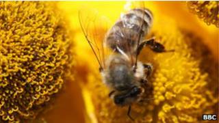 Une abeille sur une fleur