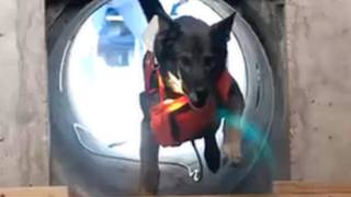 Anjing pencaru