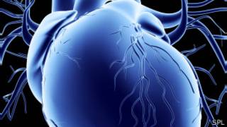 Corazón humano