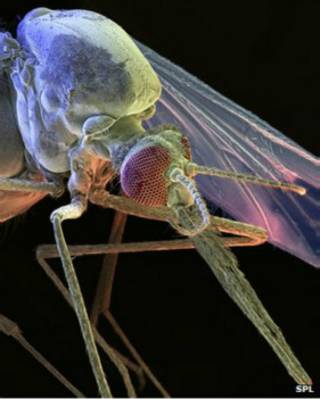 Nyamuk anopheles