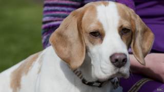 Cãozinho (BBC)
