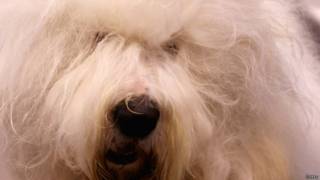 Perro