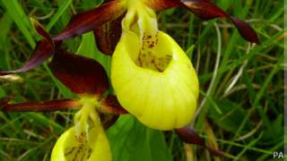 Orquídeas sapatinho-de-dama / PA