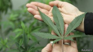 Folha da maconha | Foto: Reuters