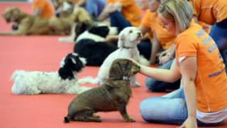 Budapeşte'deki Dünya Köpek Festivali'nden bir görüntü