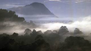 Bosque de niebla