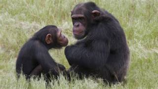 chimpanzee