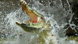 crocodilo (foto: Grahame Webb)