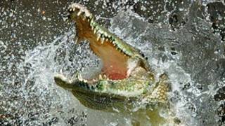 Buaya