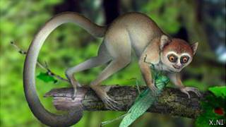 Archicebus